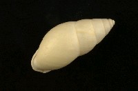 藏品(黃雙旋蝸牛)的圖片